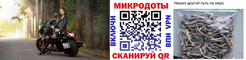 наркотики Тында Галлюциногенные грибы Psilocybine cubensis